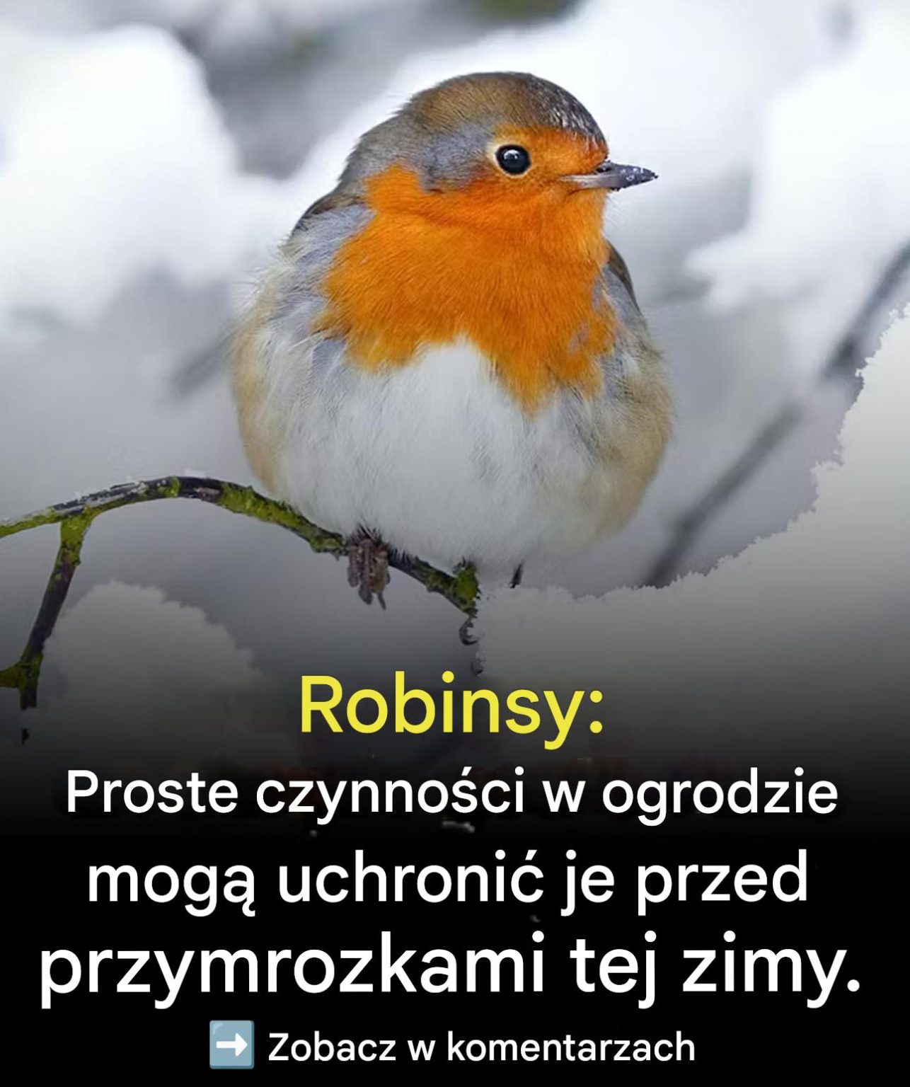 Rudziki: prosta czynność w ogrodzie może uratować im życie przed mrozem