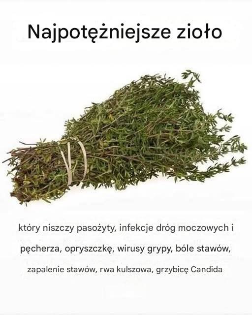 NAJSILNIEJSZE ZIOŁO, KTÓRE NISZCZY PASOŻYTY, ZAKAŻENIA DRÓG MOCZOWYCH I PĘCHERZA, WIRUSY OPRYSZCZKI I GRYPY