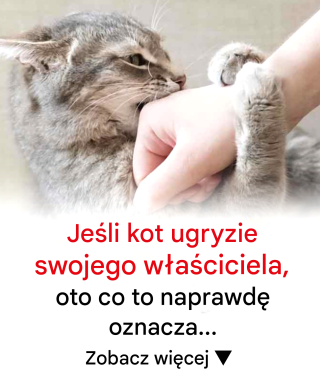 Niewypowiedziany apel: Dlaczego kot cię gryzie — ukryta psychologia bólu, przytłoczenia i zdrady