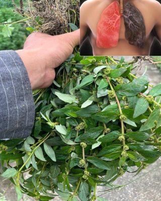 Nigdy nie stąpaj po tym chwastu; jest uważany za „kopalnię złota” w ogrodzie…