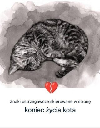 11 oznak, że Twój kot zbliża się do końca