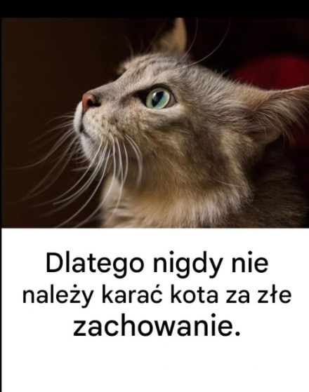 Dlatego nigdy nie należy karać kota za złe zachowanie.  Artykuł znajduje się w pierwszym komentarzu