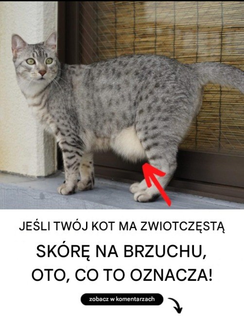 Czy Twój kot ma luźną skórę na brzuchu? Oto, co to oznacza