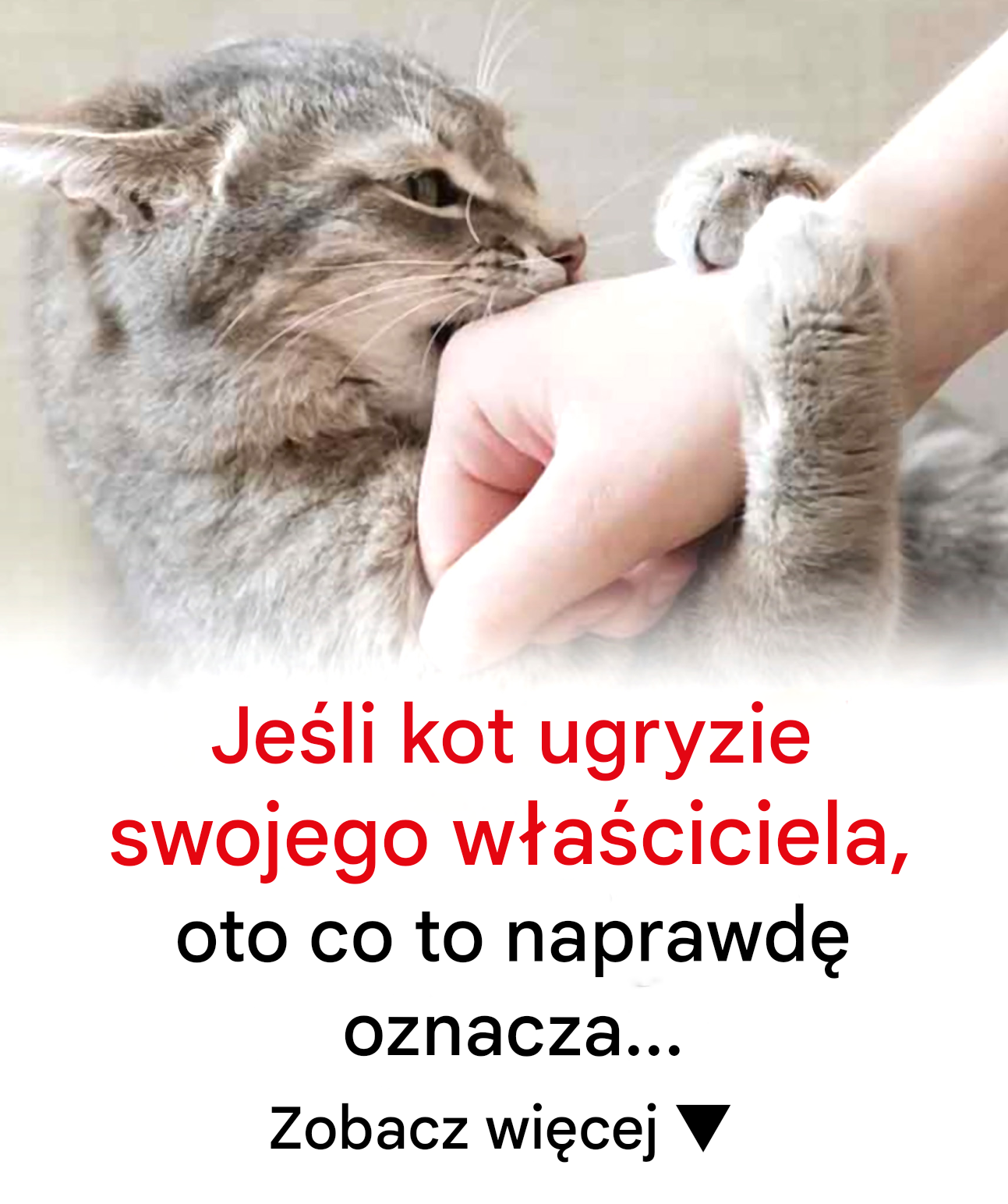 Niewypowiedziany apel: Dlaczego kot cię gryzie — ukryta psychologia bólu, przytłoczenia i zdrady