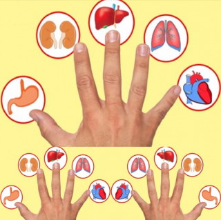 Każdy palec jest powiązany z jednym organem: odkryj tę japońską metodę