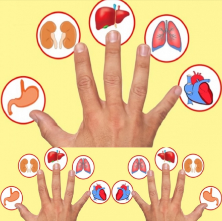 Każdy palec jest powiązany z jednym organem: odkryj tę japońską metodę