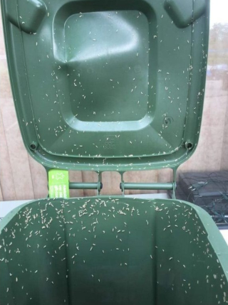 Jak Pozbyć Się Robaków w Koszu na Śmieci: Skuteczne Sposoby i Zapobieganie