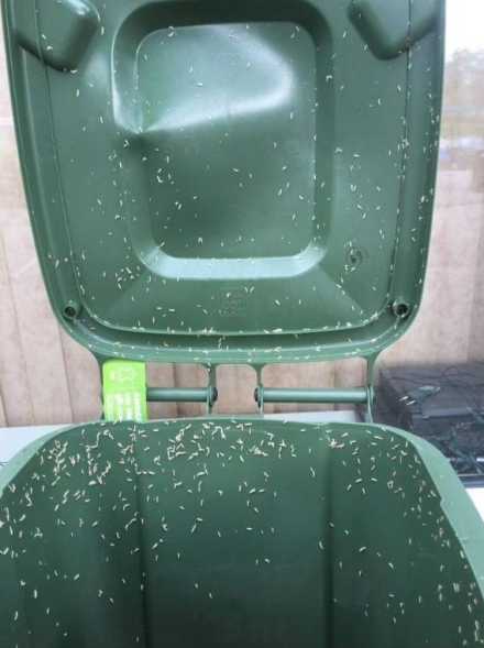 Jak Pozbyć Się Robaków w Koszu na Śmieci: Skuteczne Sposoby i Zapobieganie