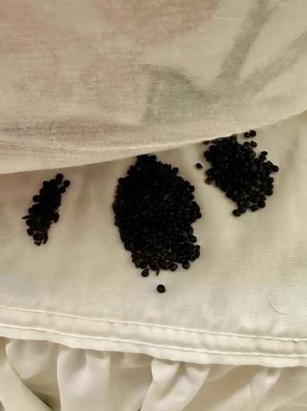 Znalazłem to pod materacem. Początkowo myślałem, że to jaja owadów, ale prawda naprawdę mnie zaskoczyła.