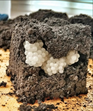 W moim ogrodzie pojawiły się małe, białe kulki. To, co odkryłem, przyprawiło mnie o dreszcze.