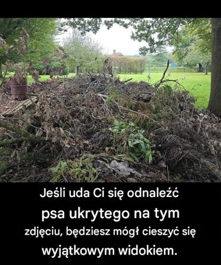 Jeśli szukasz ludzi, znajdziesz psa w pamięci podręcznej na tym obrazku
