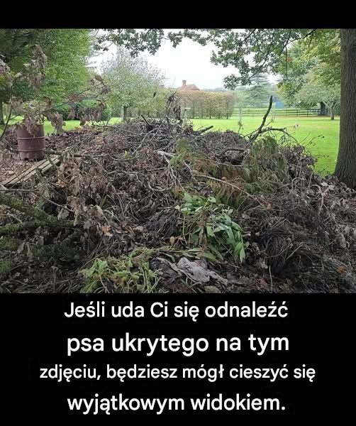 Jeśli szukasz ludzi, znajdziesz psa w pamięci podręcznej na tym obrazku