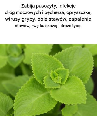 Magiczne oregano: sekretny sojusznik Twojej kuchni
