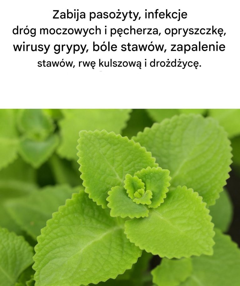 Magiczne oregano: sekretny sojusznik Twojej kuchni