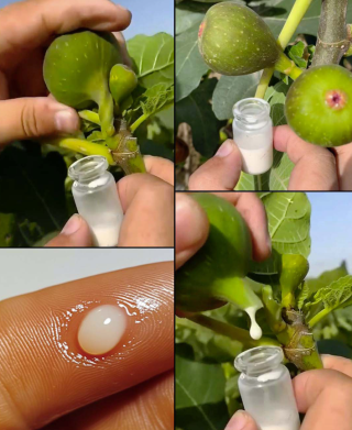 Lateks z drzewa figowego: metody zbioru i codzienne zastosowania