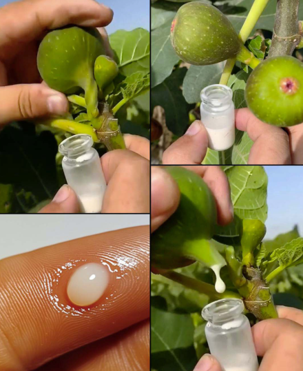 Lateks z drzewa figowego: metody zbioru i codzienne zastosowania