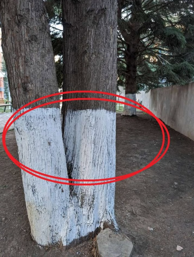 Metoda bielenia: nieoczekiwana ochrona dla Twoich drzew