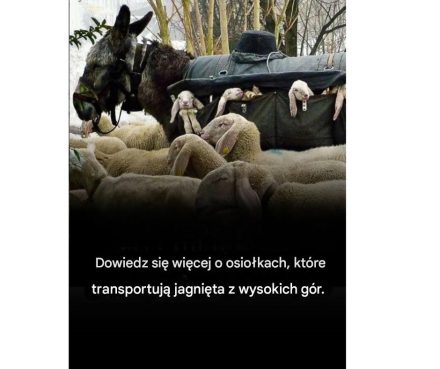 Poznaj osły, które transportują jagnięta z wysokich gór