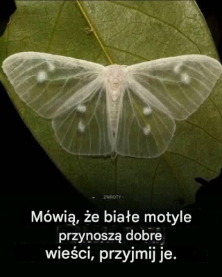 Co to znaczy, gdy ślimak odwiedza Twój dom?