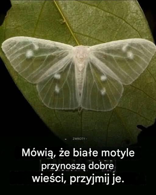 Co to znaczy, gdy ślimak odwiedza Twój dom?