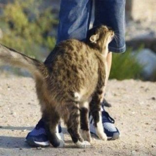 Koty podchodzą do ciebie, gdy śpisz lub się o ciebie ocierają.