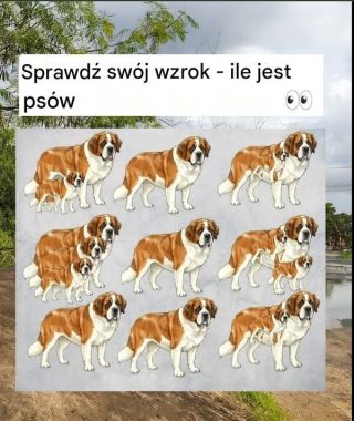 Czy potrafisz rozpoznać wszystkie psy? Sprawdź swoje umiejętności spostrzegawcze!