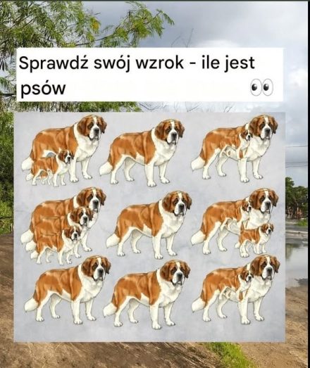 Czy potrafisz rozpoznać wszystkie psy? Sprawdź swoje umiejętności spostrzegawcze!
